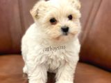 Sevimli Mini Maltipoo Yavrumuz