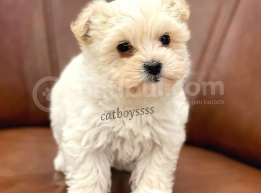 Sevimli Mini Maltipoo Yavrumuz görsel