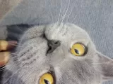 Safkan British Shorthair Erkek