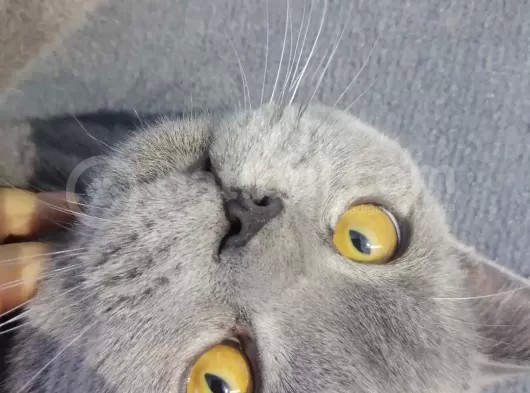 Safkan British Shorthair Erkek görsel