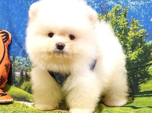 Teddy Face Pomeranian Boo Yavrularımız