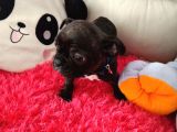 Yavru French Buldog
