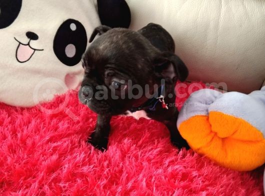 Yavru French Buldog