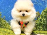 Teddy Face Pomeranian Boo Yavrularımız