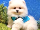 Teddy Face Pomeranian Boo Yavrularımız