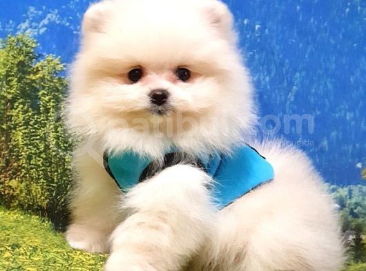 Teddy Face Pomeranian Boo Yavrularımız görsel