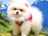 Teddy Face Pomeranian Boo Yavrularımız