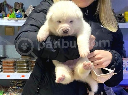Saf Kan Beyaz Aki̇ta İnu Yavrulari