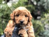 Orjinal Red Brown Maltıpoo