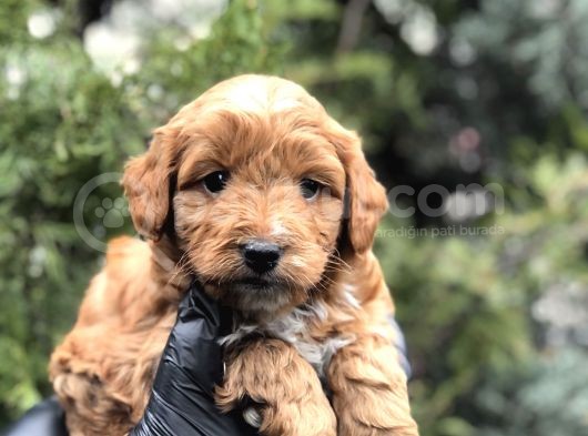 Orjinal Red Brown Maltıpoo görsel