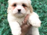 Mükemmel Görsel F1 Maltıpoo