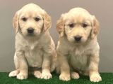 Muhteşem Golden Retriever Dişi Erkek Yavrular