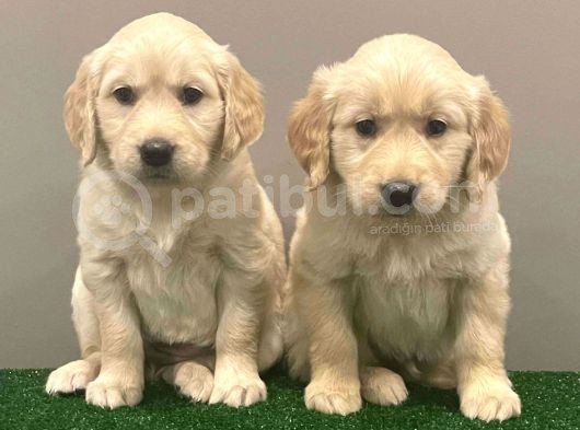 Muhteşem Golden Retriever Dişi Erkek Yavrular
