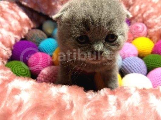 Britishshorthair & Scottishfold görsel