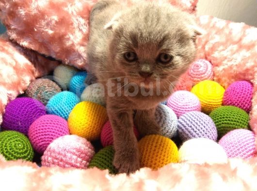 Britishshorthair & Scottishfold görsel