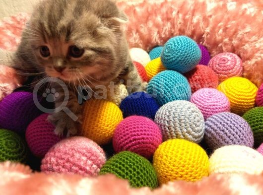 Britishshorthair & Scottishfold görsel