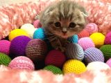 Britishshorthair & Scottishfold