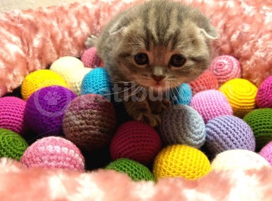 Britishshorthair & Scottishfold görsel