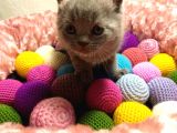 Britishshorthair & Scottishfold