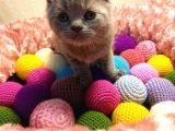 Britishshorthair & Scottishfold