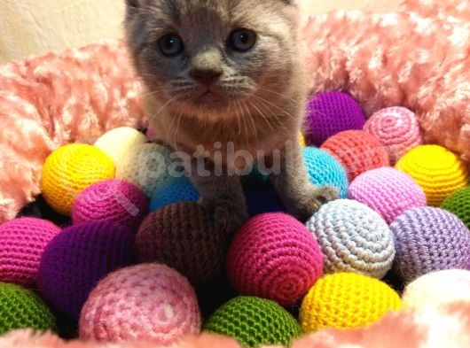 Britishshorthair & Scottishfold görsel