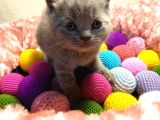 Britishshorthair & Scottishfold