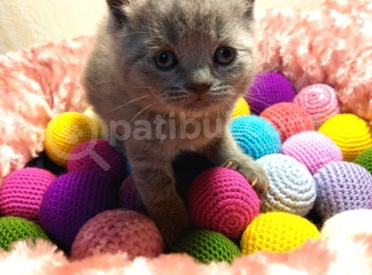 Britishshorthair & Scottishfold