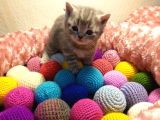 Britishshorthair & Scottishfold