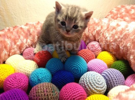Britishshorthair & Scottishfold görsel