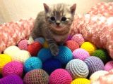 Britishshorthair & Scottishfold