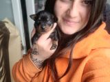 Minyatür Pincher Yavru (Bursa Köpek Okulu)