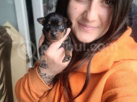 Minyatür Pincher Yavru (Bursa Köpek Okulu) görsel