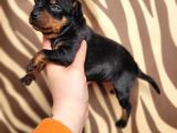 Minyatür Pincher Yavru (Bursa Köpek Okulu)