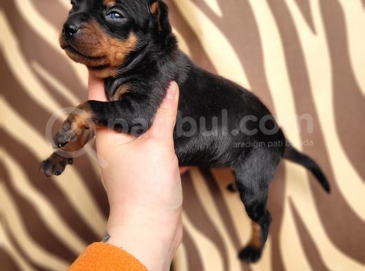 Minyatür Pincher Yavru (Bursa Köpek Okulu) görsel