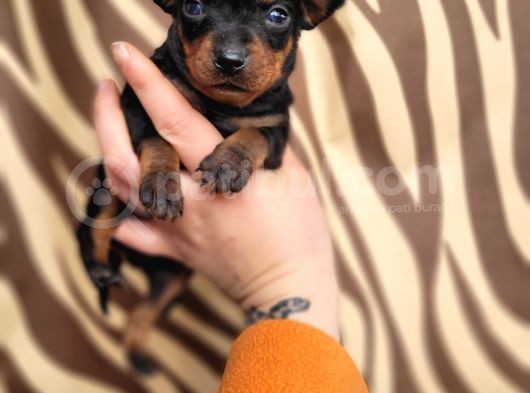 Minyatür Pincher Yavru (Bursa Köpek Okulu) görsel
