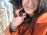 Minyatür Pincher Yavru (Bursa Köpek Okulu)