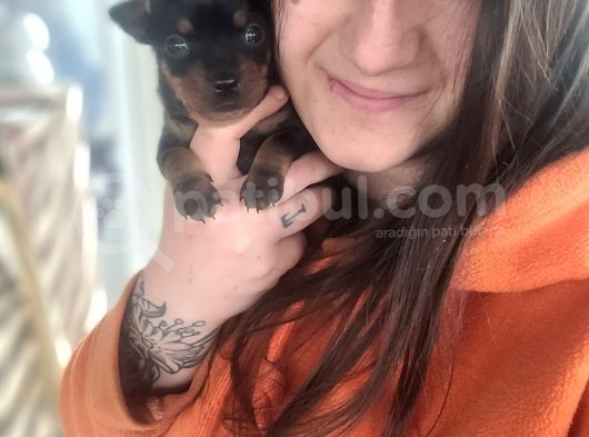 Minyatür Pincher Yavru (Bursa Köpek Okulu)