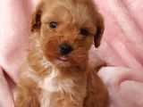 Afacan Brown Erkek Maltipoo Yavrumuz Teslime Hazır