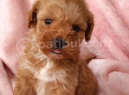 Afacan Brown Erkek Maltipoo Yavrumuz Teslime Hazır görsel
