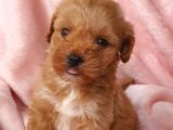 Afacan Brown Erkek Maltipoo Yavrumuz Teslime Hazır