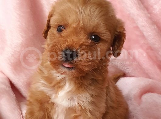 Afacan Brown Erkek Maltipoo Yavrumuz Teslime Hazır görsel