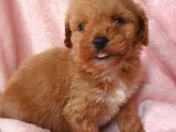 Afacan Brown Erkek Maltipoo Yavrumuz Teslime Hazır