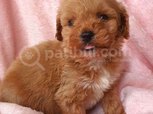Afacan Brown Erkek Maltipoo Yavrumuz Teslime Hazır görsel