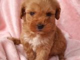 Afacan Brown Erkek Maltipoo Yavrumuz Teslime Hazır