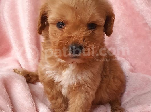 Afacan Brown Erkek Maltipoo Yavrumuz Teslime Hazır