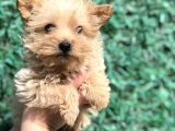 Xsmall Gold Morkie