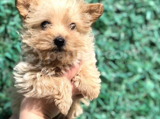 Xsmall Gold Morkie