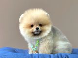 Safkan Pomeranian Boo Yavrularımız