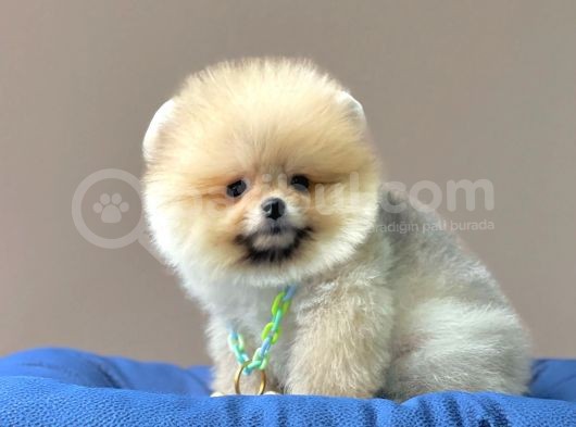 Safkan Pomeranian Boo Yavrularımız görsel