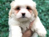 Mükemmel Görsel F1 Maltıpoo